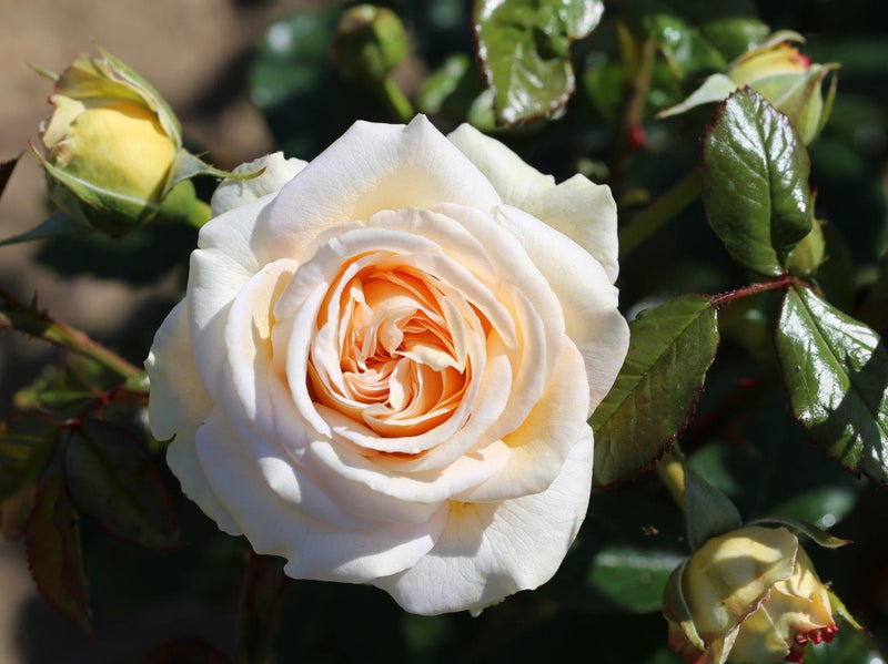 Timeless Cream (Premium Rose Bush x 1 Bare Root) *PREORDER*