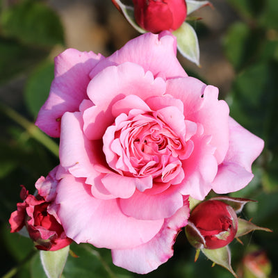 Home Florist Timeless Pink – Hybrid Tea Rose (Bare Root, Pre-Order) The Rose Press Garden