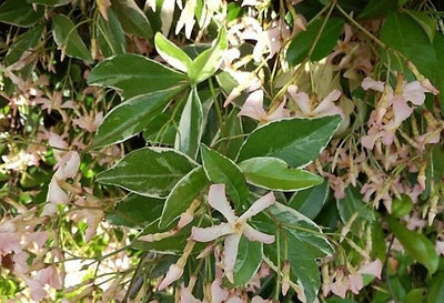 Trachelospermum jasminoides ‘Star of Milano’ – Variegated Star Jasmine (3L Plant) The Rose Press Garden