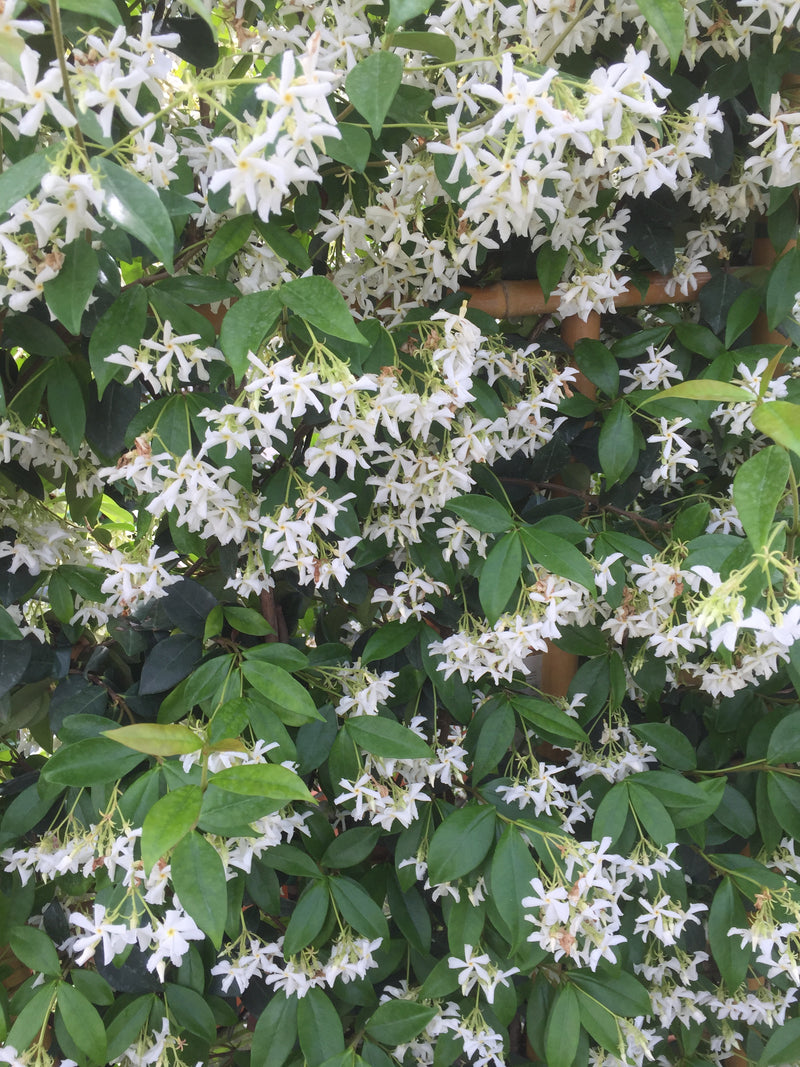 Star Jasmine &