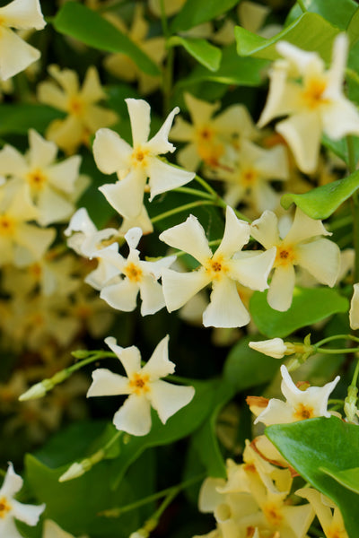 Trachelospermum jasminoides ‘Star of Tuscany’ – Yellow Star Jasmine (3L Plant) The Rose Press Garden