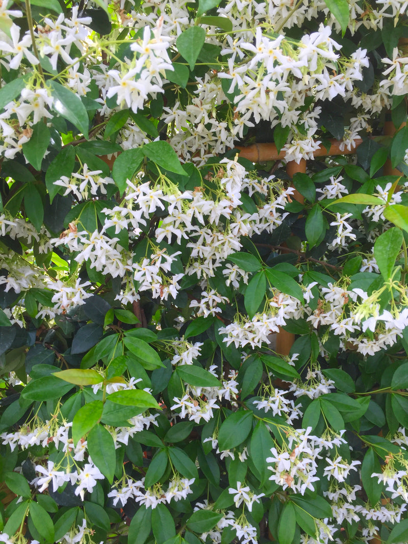 Trachelospermum asiaticum – Asian Star Jasmine (3L Plant) The Rose Press Garden