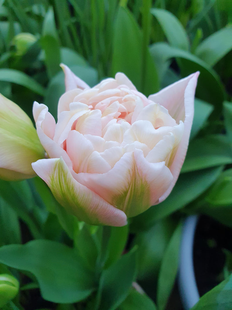 Tulip &
