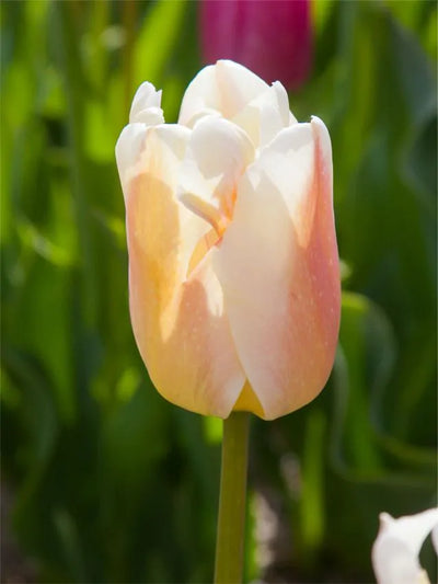 Tulip Apricot Pride 