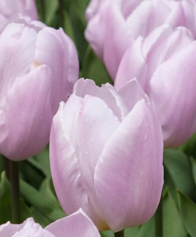 Tulip Candy Price – Triumph Tulip (15 Bulbs per Bag) The Rose Press Garden