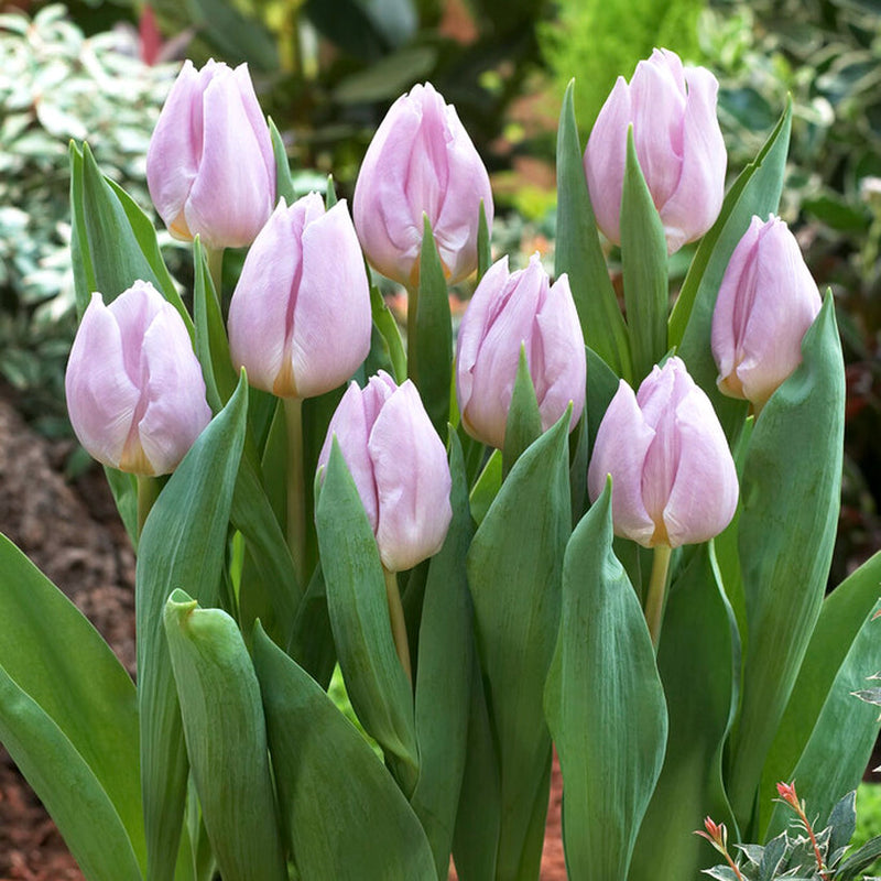 Tulip Candy Price – Triumph Tulip (15 Bulbs per Bag) The Rose Press Garden