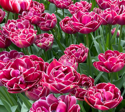 Tulip 'Dream Touch' (15 Bulbs) The Rose Press Garden