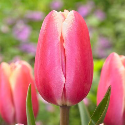 Tulip ‘Jumbo Pink’ – Triumph Tulip (15 Bulbs per Bag) The Rose Press Garden