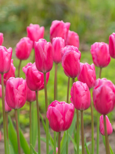 Tulip ‘Jumbo Pink’ – Triumph Tulip (15 Bulbs per Bag) The Rose Press Garden