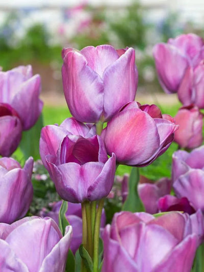 Tulip Blue Heaven (15 bulbs) – Striking Violet-Blue Tulips The Rose Press Garden