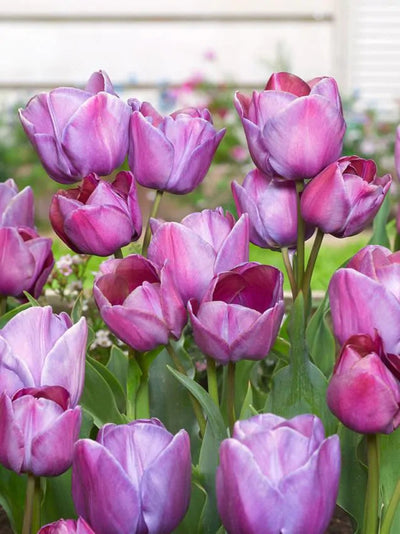 Tulip Blue Heaven (15 bulbs) – Striking Violet-Blue Tulips The Rose Press Garden
