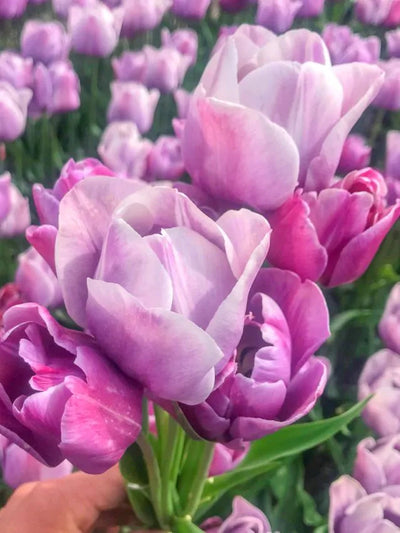 Tulip Blue Heaven (15 bulbs) – Striking Violet-Blue Tulips The Rose Press Garden