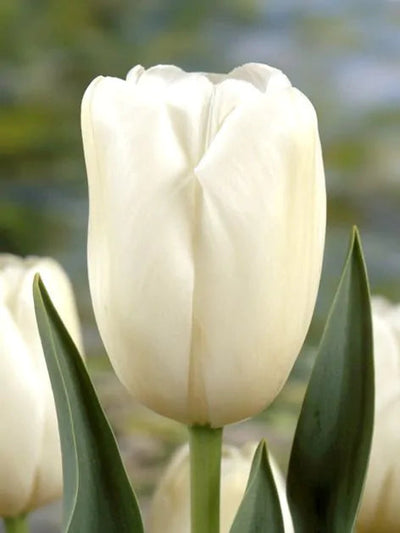 Tulipa City Of Vancouver (15 bulbs) – Elegant Creamy White Tulips The Rose Press Garden
