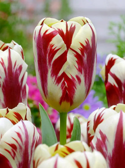 Tulipa Grand Perfection (15 bulbs) – Cream Tulips with Bold Red Flames The Rose Press Garden