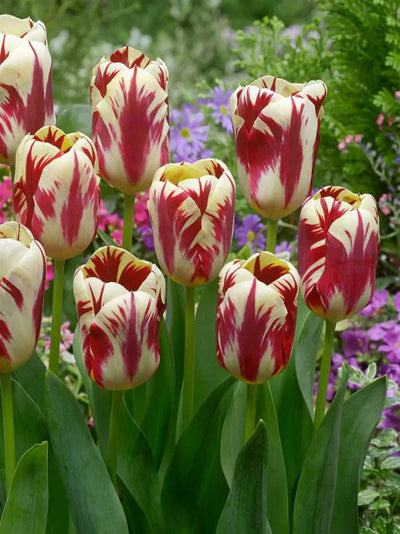 Tulipa Grand Perfection (15 bulbs) – Cream Tulips with Bold Red Flames The Rose Press Garden