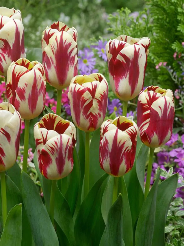 Tulipa Grand Perfection (15 bulbs) – Cream Tulips with Bold Red Flames The Rose Press Garden