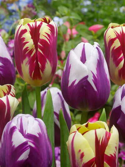 Tulipa Grand Perfection (15 bulbs) – Cream Tulips with Bold Red Flames The Rose Press Garden