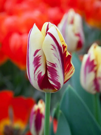 Tulipa Grand Perfection (15 bulbs) – Cream Tulips with Bold Red Flames The Rose Press Garden