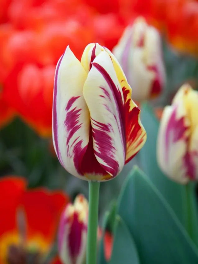 Tulipa Grand Perfection (15 bulbs) – Cream Tulips with Bold Red Flames The Rose Press Garden