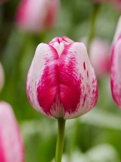 Tulip Hot Pants (15 bulbs) – Bold White and Magenta Tulips The Rose Press Garden