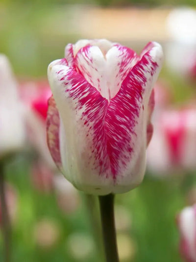 Tulip Hot Pants (15 bulbs) – Bold White and Magenta Tulips The Rose Press Garden