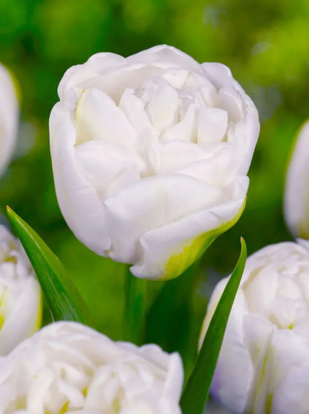 Tulip Mount Tacoma (15 bulbs) – Elegant Double White Tulips The Rose Press Garden