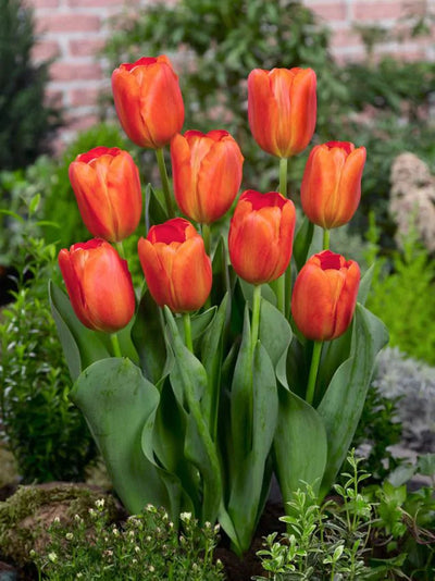 Tulip Orange Cassini (15 bulbs) – Vibrant Tangerine Tulips for Spring The Rose Press Garden