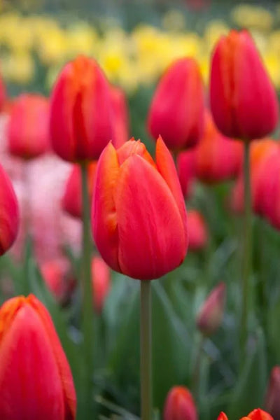 Tulip Orange Cassini (15 bulbs) – Vibrant Tangerine Tulips for Spring The Rose Press Garden