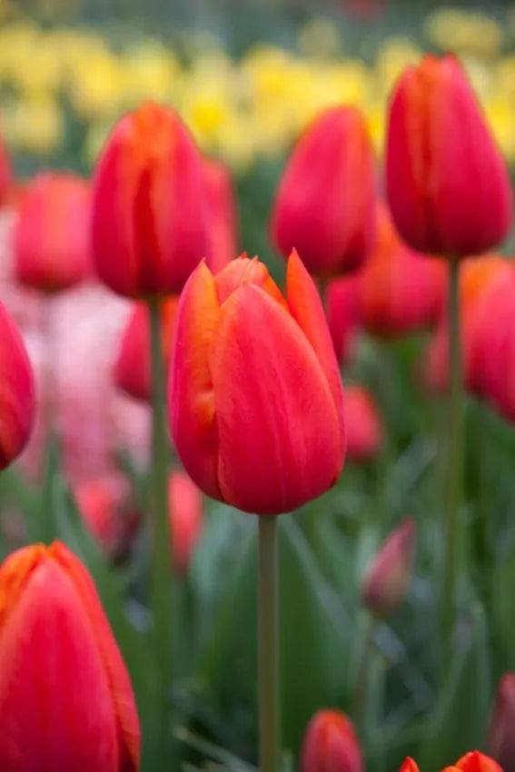 Tulip Orange Cassini (15 bulbs) – Vibrant Tangerine Tulips for Spring The Rose Press Garden