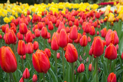 Tulip Orange Cassini (15 bulbs) – Vibrant Tangerine Tulips for Spring The Rose Press Garden