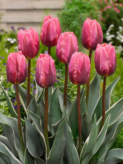 Tulip ‘Pretty Princess’ – Triumph Tulip (15 Bulbs per Bag) The Rose Press Garden