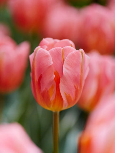Tulip ‘Pretty Princess’ – Triumph Tulip (15 Bulbs per Bag) The Rose Press Garden