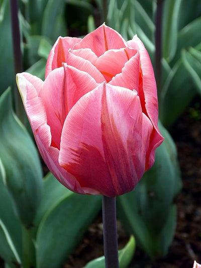 Tulip ‘Pretty Princess’ – Triumph Tulip (15 Bulbs per Bag) The Rose Press Garden
