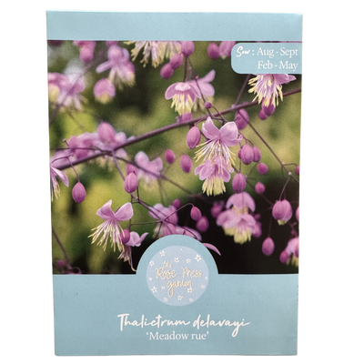 Thalictrum delavayi 'Meadow Rue' Seeds The Rose Press Garden