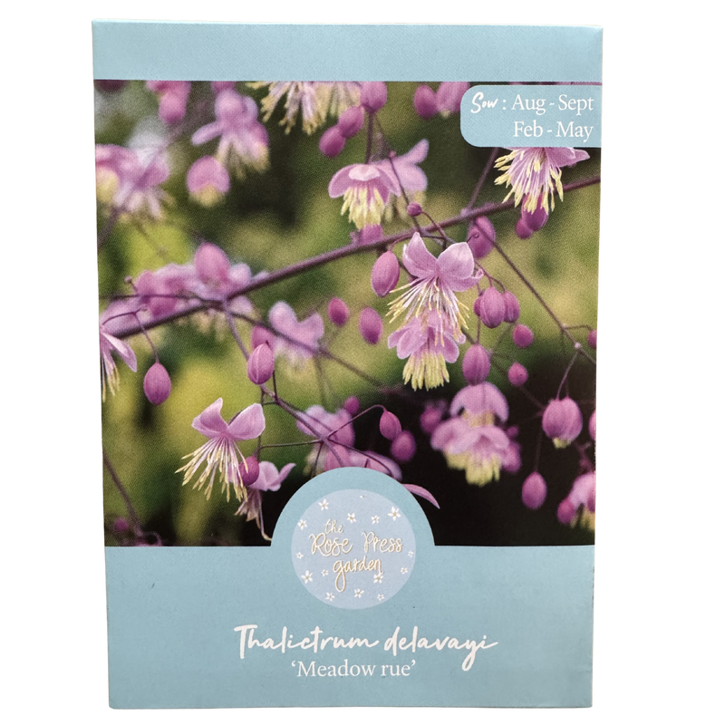 Thalictrum delavayi &