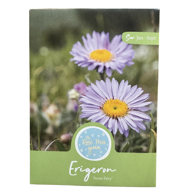 Erigeron &