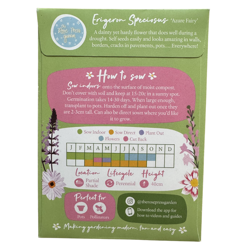 Erigeron &