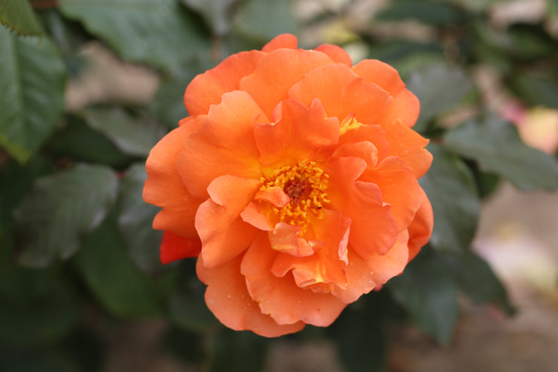 Westerland (Traditional Rose Shrub x 1 Bare Root) *PREORDER*