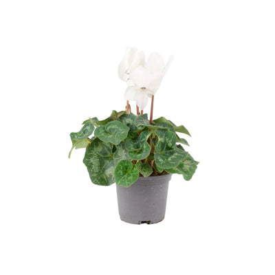 White Cyclamen 13cm Pot - Elegant Indoor Plant The Rose Press Garden