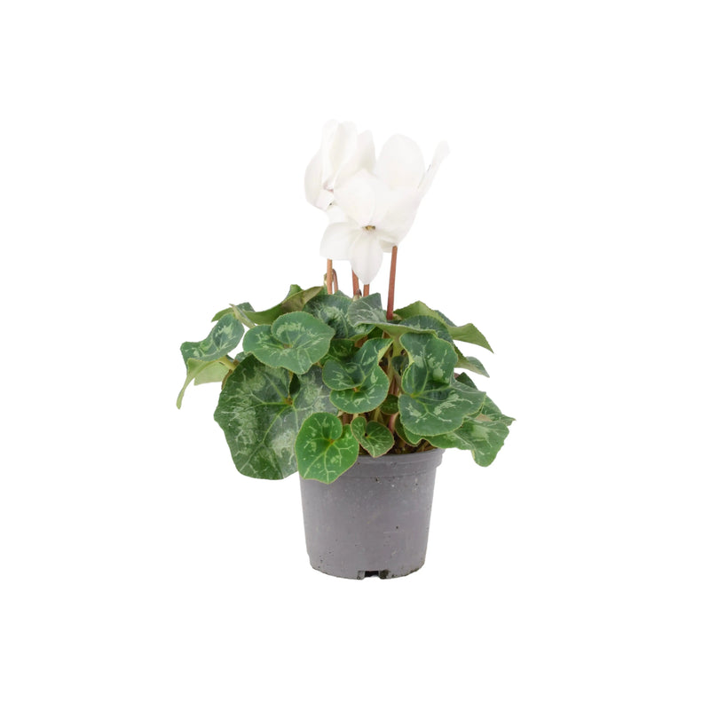 White Cyclamen 13cm Pot - Elegant Indoor Plant The Rose Press Garden