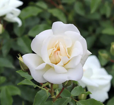 White Patio Rose in 4L Pot