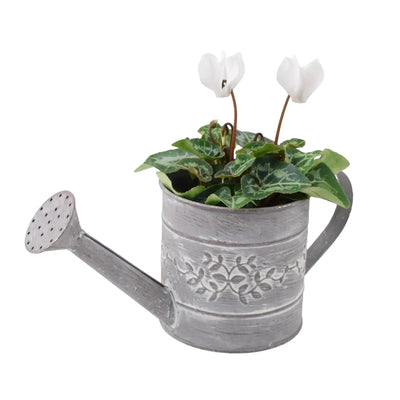 White Cyclamen in Watering Can - Festive & Summer Blooms The Rose Press Garden