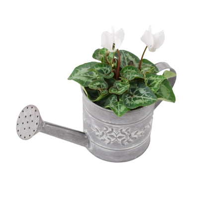 White Cyclamen in Watering Can - Festive & Summer Blooms The Rose Press Garden