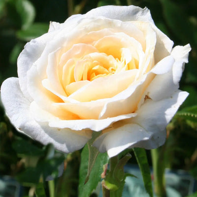 White Patio Rose in 4L Pot