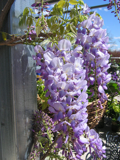 Wisteria flo Lavender Falls Tree The Rose Press Garden
