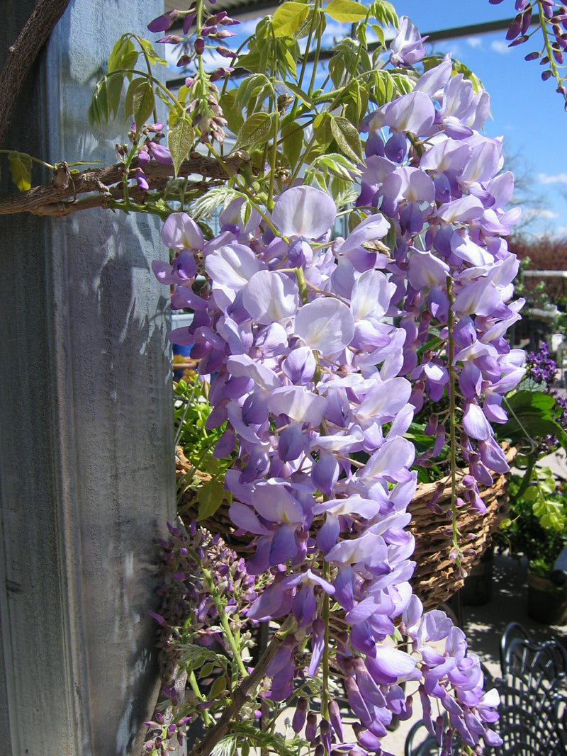 Wisteria flo Lavender Falls Tree The Rose Press Garden