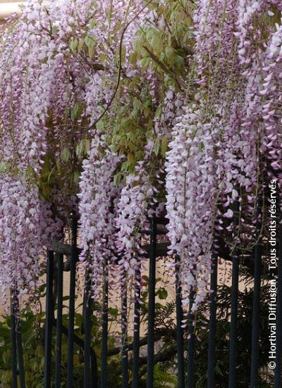 Wisteria flo Hon-beni Tree The Rose Press Garden