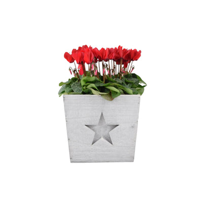 Wooden Square With Star Cyclamen Planter - Festive Indoor Outdoor Decor The Rose Press Garden