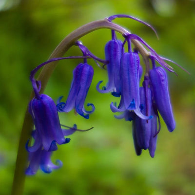 English Bluebells Bulbs (10 bulbs) - Woodland Blue for Your Garden The Rose Press Garden