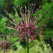 Allium &
